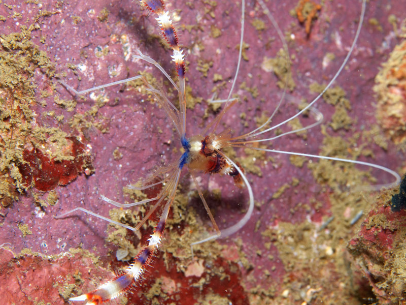 Shrimp